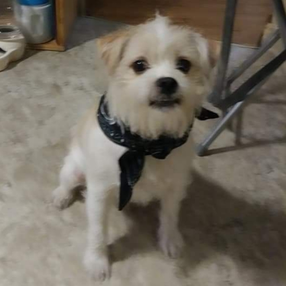 Zap & Zam🥰🎁🧡🤩🌕🥰🌞💀☀️😎🧿🍄🛍️🎁📬🐿️🐕😻❤️ - Picture 11 of 12